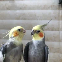 عروس هلندی دستی