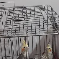 عروس هلندی جفت تخم گذار|پرنده|بشاریات, |دیوار