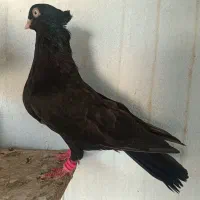 زاغ|پرنده|مسجد سلیمان, |دیوار