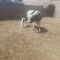 ما ده گاو گوساله