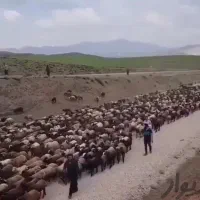 دامداری مجهز به ۵۰۰راس دام نرینه ماده سبک سنگین|حیوانات مزرعه|مشهد, توس (بلوار توس)|دیوار