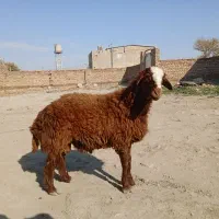 قوچ افشار یک ساله