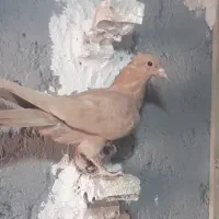 جوجه زرد دمسفید نر|پرنده|رفسنجان, |دیوار