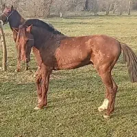 اسب|اسب و تجهیزات اسب‌سواری|لشت نشا, |دیوار