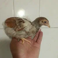 ۵ جوجه دوماهه مرغ و خروس ویاندوت اورنج کلکسیونی