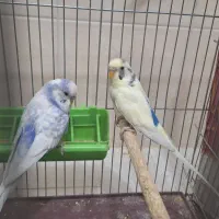 مرغ عشق معمولی نر مرغ عشق انگلیسی نر|پرنده|فولادشهر, مسکن مهر فولادشهر|دیوار