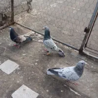 کبوتر  دسته اولی بیرونی