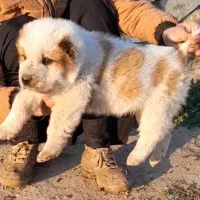 توله سگ الابای نرو ماده زیر فی نگهبان گله ای محافظ|سگ|اصفهان, شهرک کاوه|دیوار