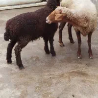 گوسفند بره دار وبزو بزغاله