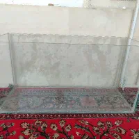 اکواریوم ماهی سالم و تمیز