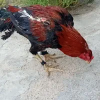 فروش خروس لاری
