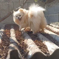 پامرانین خرسی عروسکی