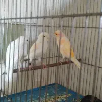 قناری|پرنده|سنندج, |دیوار