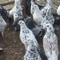 کفتر پرشی|پرنده|آستانه اشرفیه, |دیوار