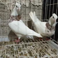 دوجفت طوقی|پرنده|چمران, |دیوار