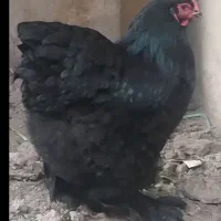 تخم مرغ برهما نطفه دار