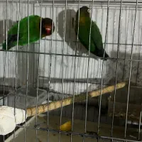 جفت کوتوله نروماده،تضمینی نطفه، آماده تخمگذاری|پرنده|شاهینشهر, حافظ شمالی|دیوار