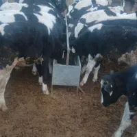 گوساله نر هلشتاین ۱۳۰ کیلو