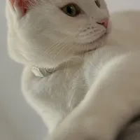 گربه اسکاتیش آنفولد