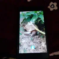 تبلت|تبلت|نورآباد ممسنی, |دیوار