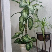 گل و گیاه اپارتمانی