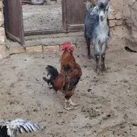 خروس فروشی|پرنده|قم, جاده معدن|دیوار