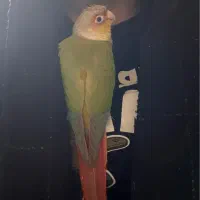 گمشده|حیوانات|ارومیه, |دیوار
