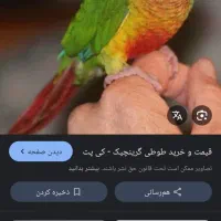 طوطی گرینچک گمشده