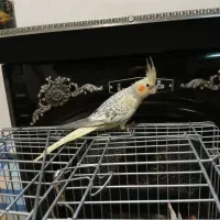 عروس سخنگو بسیار درشت تو پر و کشیده