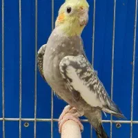 عروس هلندی مرواریدی نر مست|پرنده|شیراز, قلعه نو|دیوار