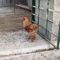 خروس پاپر