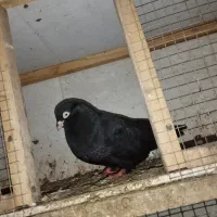 کبوتر گرهن زمینی