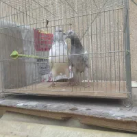 یه جفت پرشی