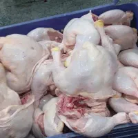 فروش شنسل سینه|خوردنی و آشامیدنی|رشت, بالاکویه|دیوار