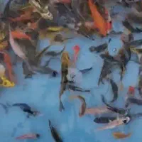 فروش نواع ماهی کوی|ماهی|سیرجان, |دیوار