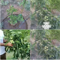 تولید کننده نهال ( اشکان حمیدوند)