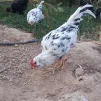 فروش خروس