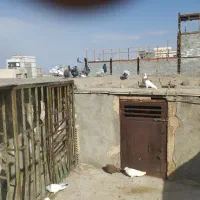 کفتر رنگه|پرنده|مشهد, ابوذر|دیوار