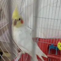 عروس هلندی بالغ آواز خوان|پرنده|نجفآباد, سعدی|دیوار