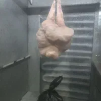 گوشت بره|خوردنی و آشامیدنی|خوسف, |دیوار