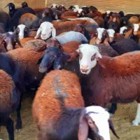 بره نر و ماده|حیوانات مزرعه|برخوار, |دیوار