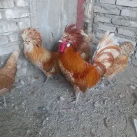 مرغ زینتی|حیوانات مزرعه|خسروشاه, |دیوار