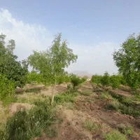 فروش فوری باغ نقد و اقساط|فروش دفتر صنعتی، کشاورزی، تجاری|خوسف, |دیوار
