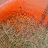 کاه لوبیا چیتی داخل شیلیف اماده کوچنار