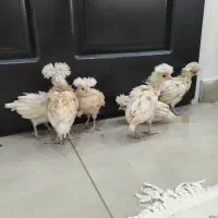 جوجه یک‌ماهه و نیم لهستانی پولیش زیبا