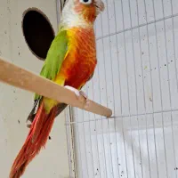 گرینچیک ماده رداکستریم