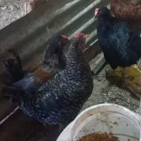 مرغ|حیوانات مزرعه|پاوه, |دیوار