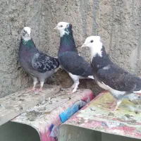 کفتر تهرونی کاشونی ساعتی پرشی
