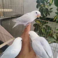 طوطی کوتوله مارال