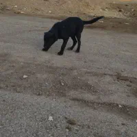 کبوتر پرشی ناب|پرنده|کوهدشت, |دیوار